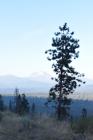 thumbs/DSC_0274.JPG.jpg