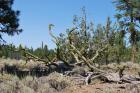 thumbs/DSC_0396.JPG.jpg