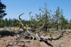 thumbs/DSC_0397.JPG.jpg