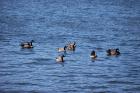 thumbs/DSC_0411.JPG.jpg