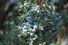 thumbs/DSC_0432.JPG.jpg