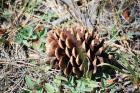 thumbs/DSC_0437.JPG.jpg