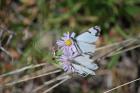 thumbs/DSC_0439.JPG.jpg
