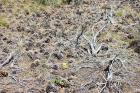 thumbs/DSC_0440.JPG.jpg