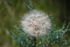 thumbs/DSC_0447.JPG.jpg