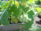 thumbs/DSCN1774.JPG.jpg