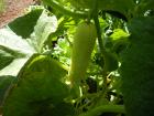 thumbs/DSCN1775.JPG.jpg