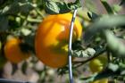 thumbs/DSC_0697.JPG.jpg