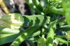 thumbs/DSC_0700.JPG.jpg