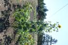 thumbs/DSC_0702.JPG.jpg