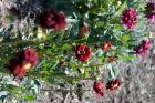 thumbs/DSC_0708.JPG.jpg