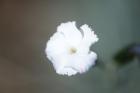 thumbs/DSC_0717.JPG.jpg