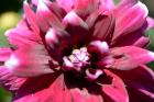 thumbs/DSC_0718.JPG.jpg